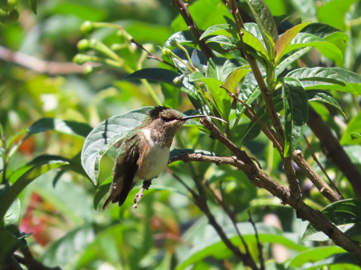 Volcano Hummingbird - Michelle Browning