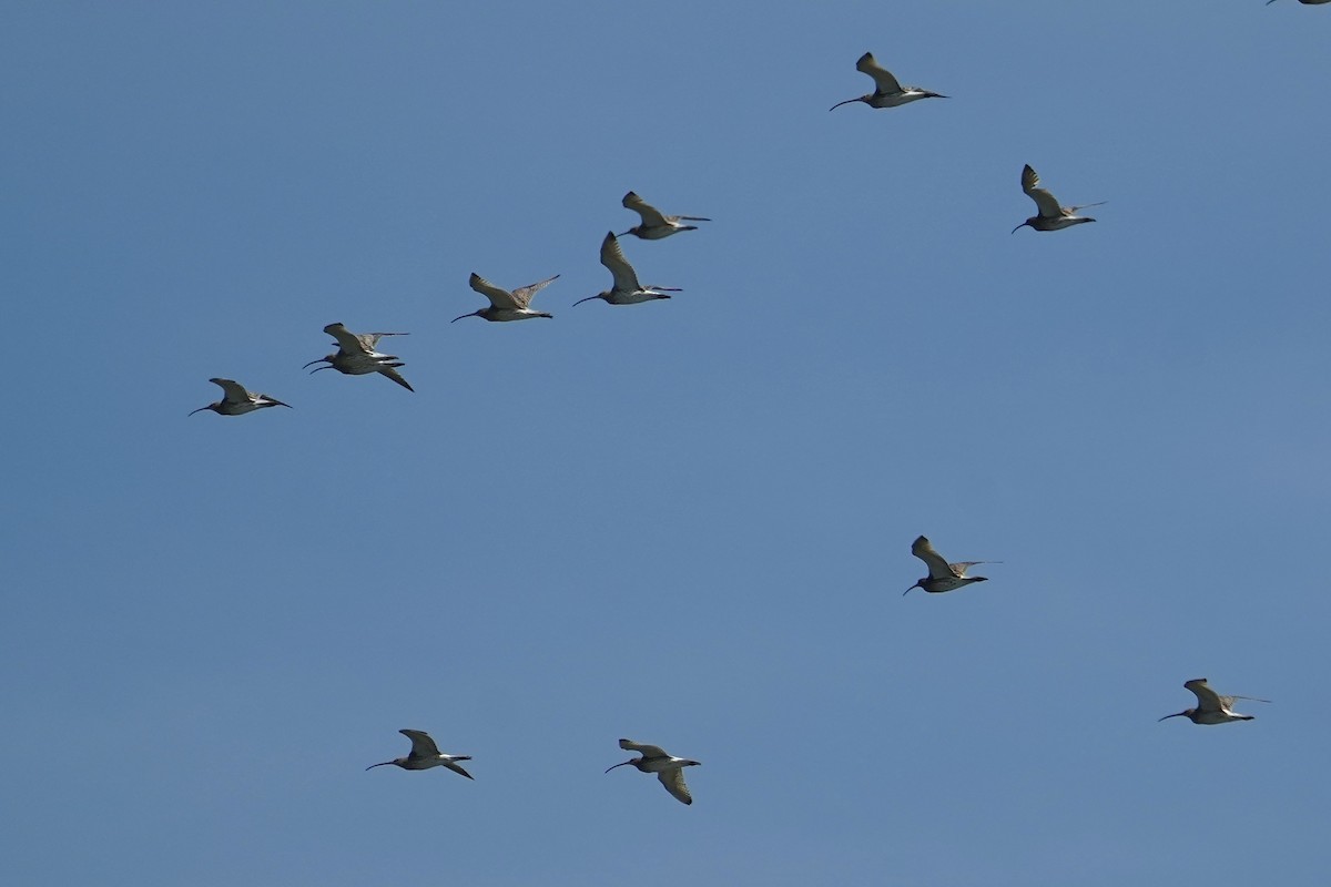 Eurasian Curlew - Moritz Schalk