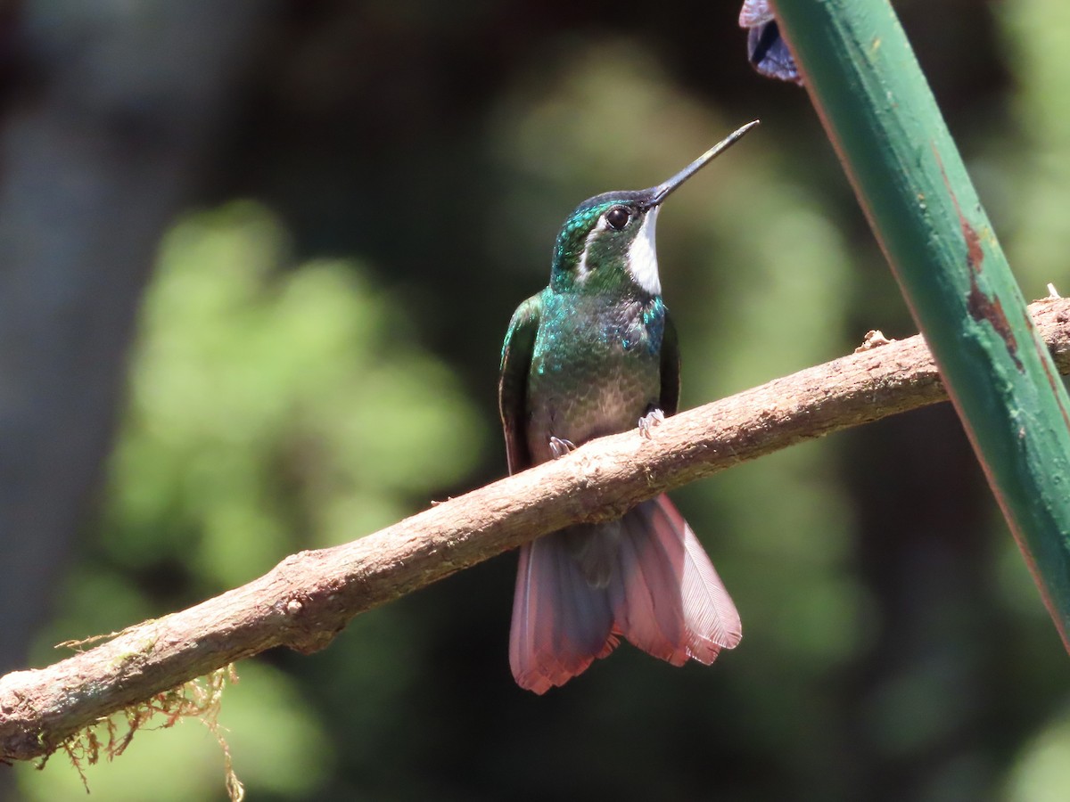 White-throated Mountain-gem - Michelle Browning