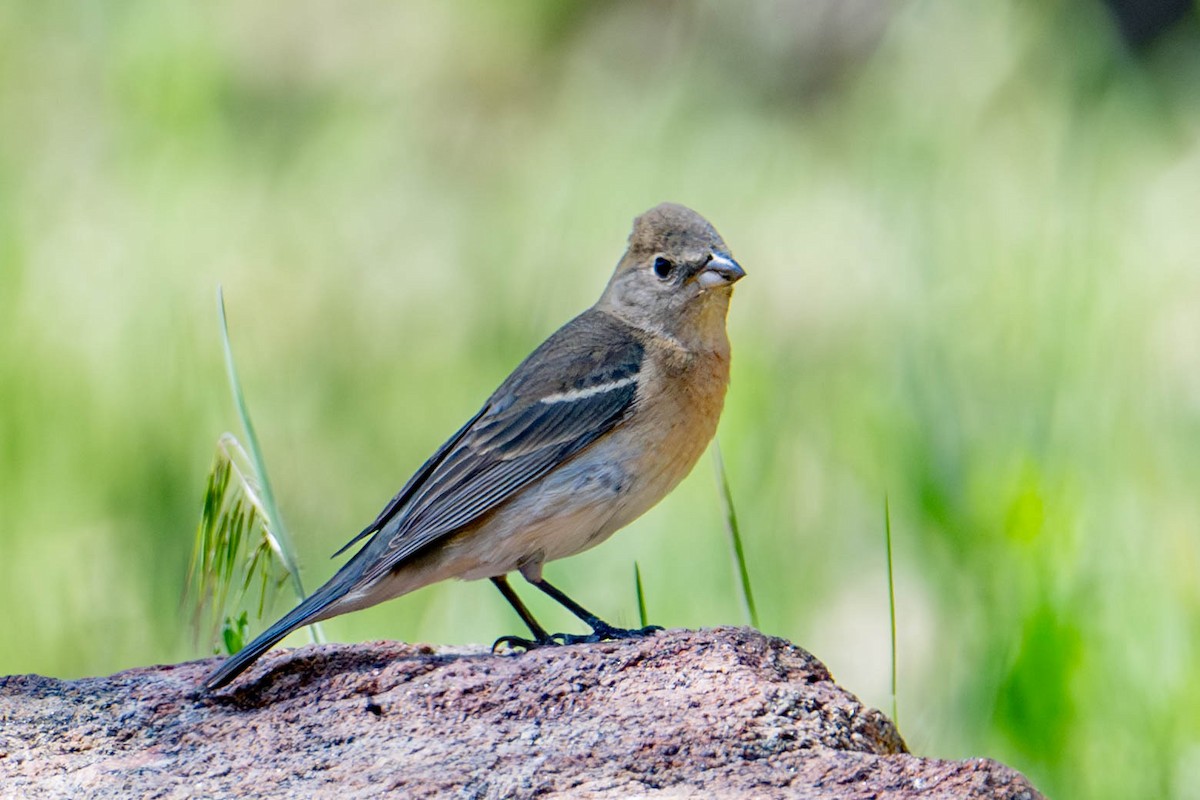 Lazuli Bunting - Nancy Christensen