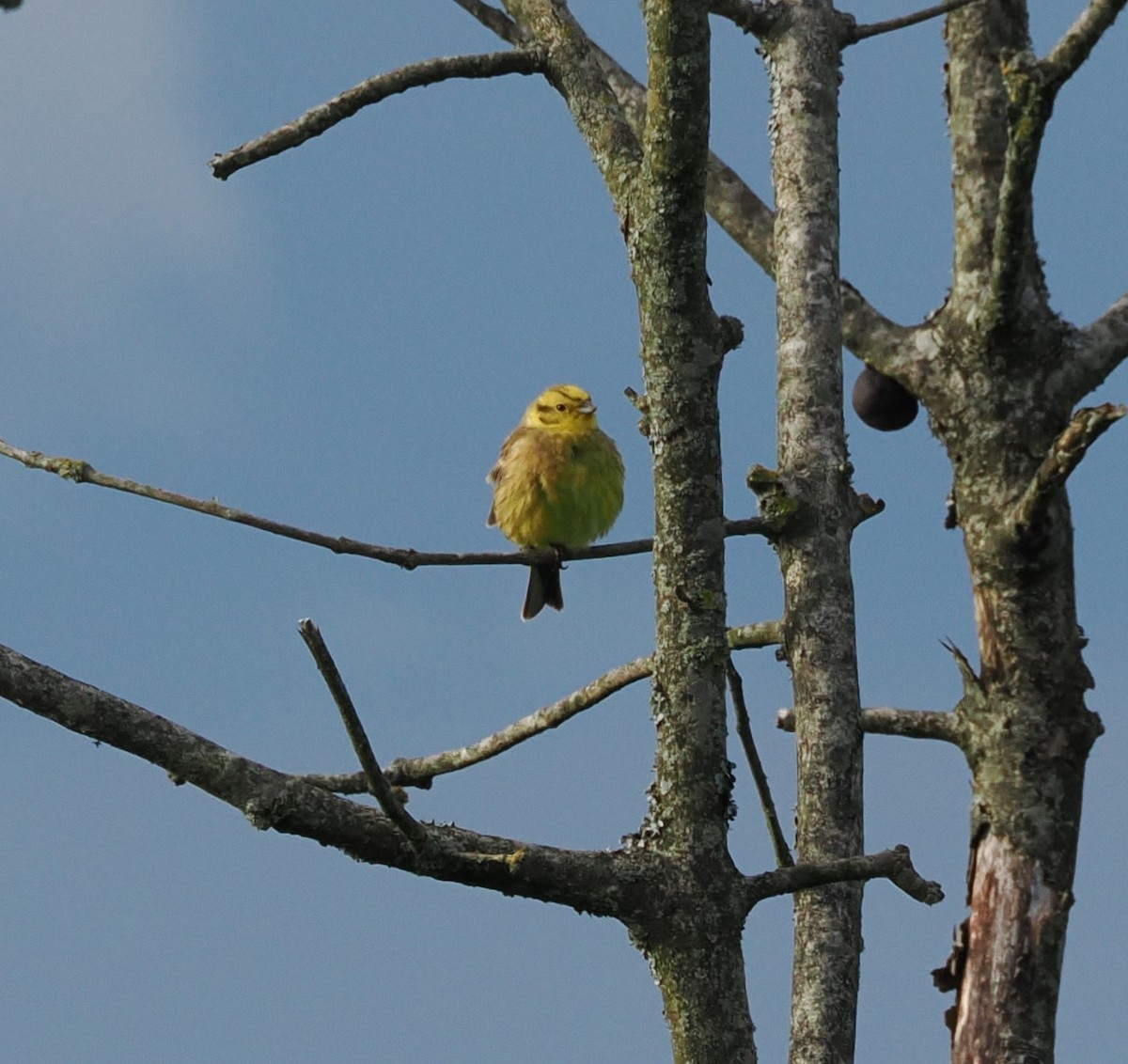 Yellowhammer - ML619145085