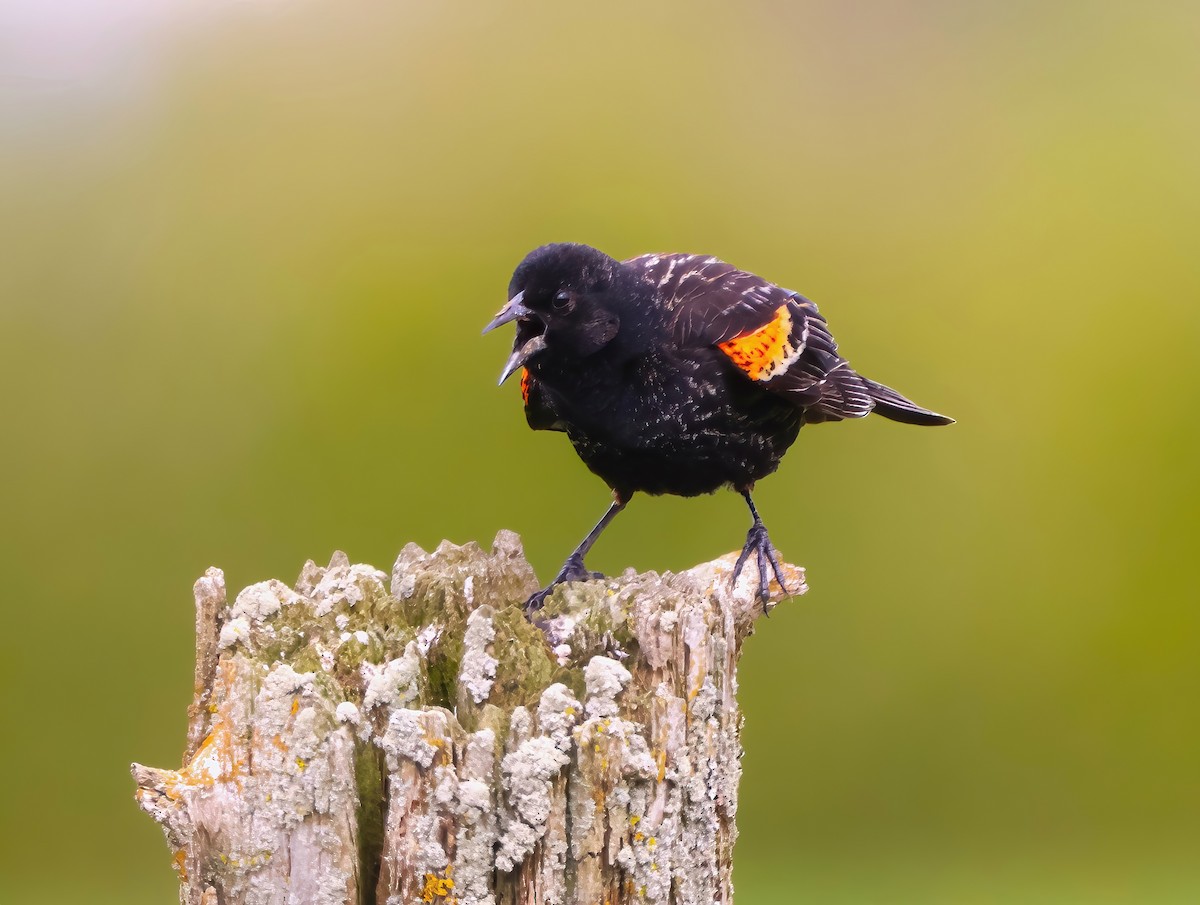 Red-winged Blackbird - ML619145088