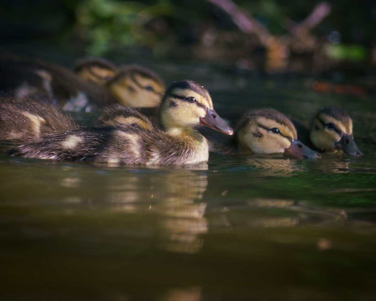 Mallard - Carey Sherrill