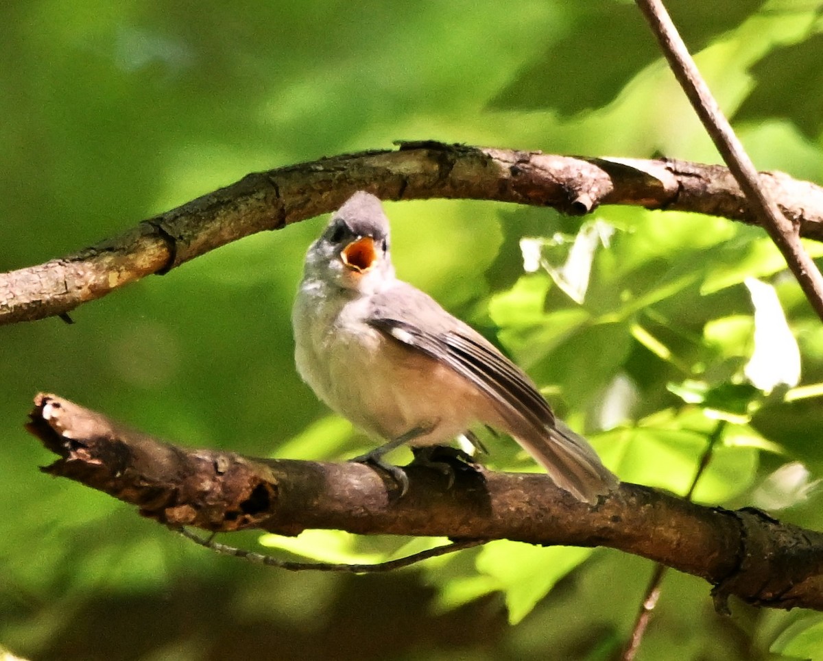 Tufted Titmouse - DAVID VIERLING