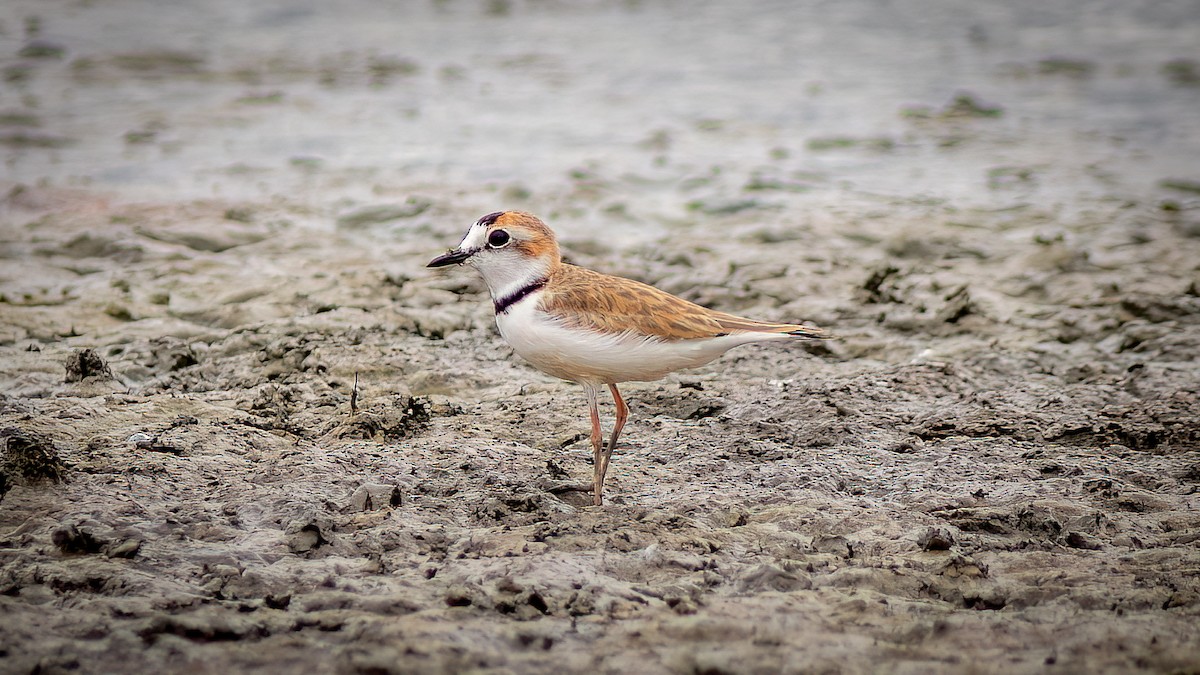 Collared Plover - Diego Murta