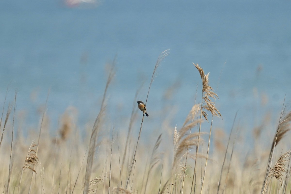 European Stonechat - Moritz Schalk