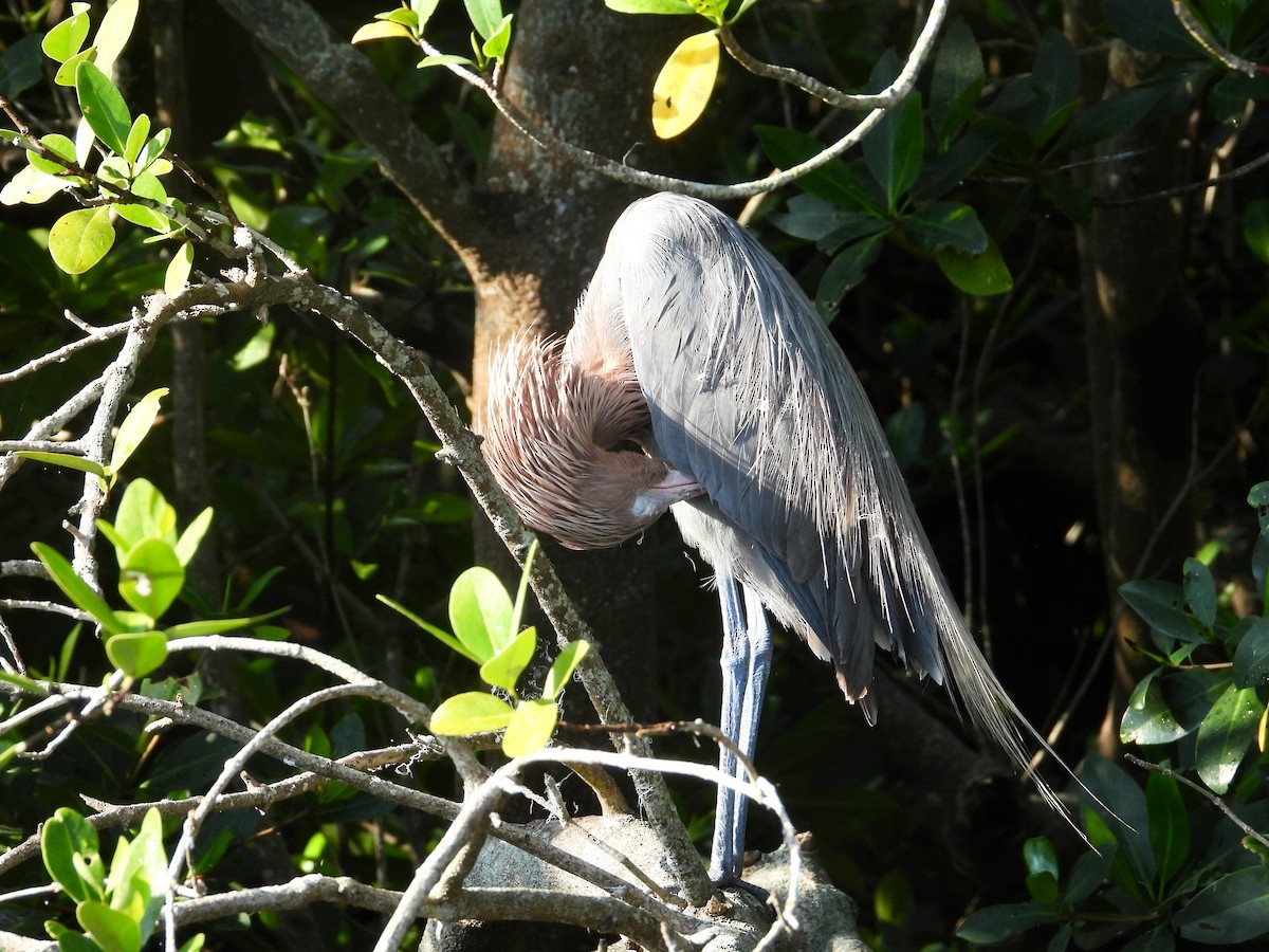 Reddish Egret - ML619145113