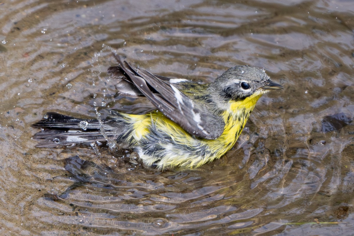 Magnolia Warbler - Nadine Bluemel