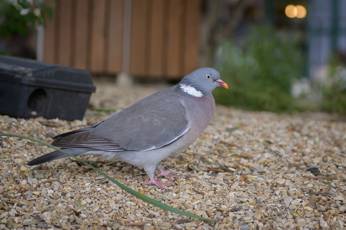 Common Wood-Pigeon - ML619145129
