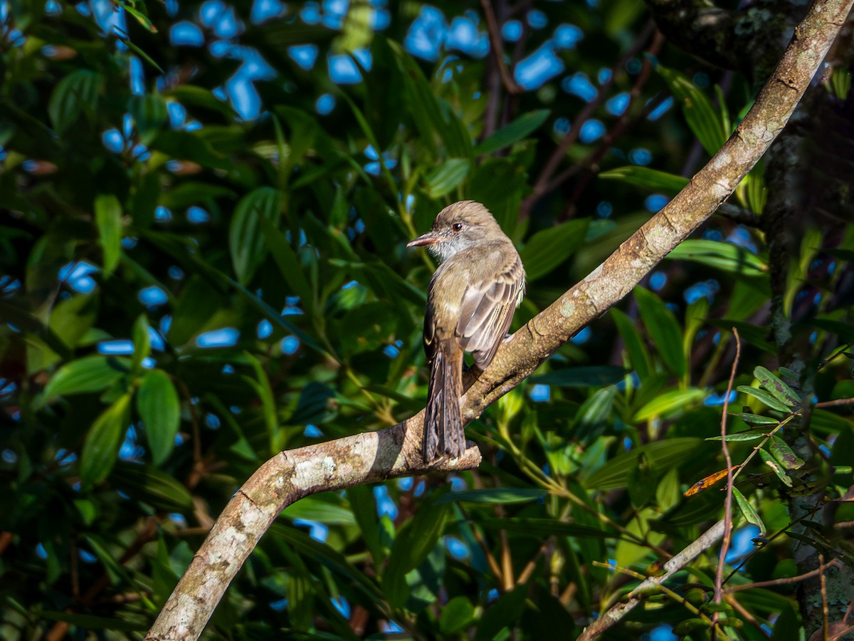 Short-crested Flycatcher - Vitor Rolf Laubé