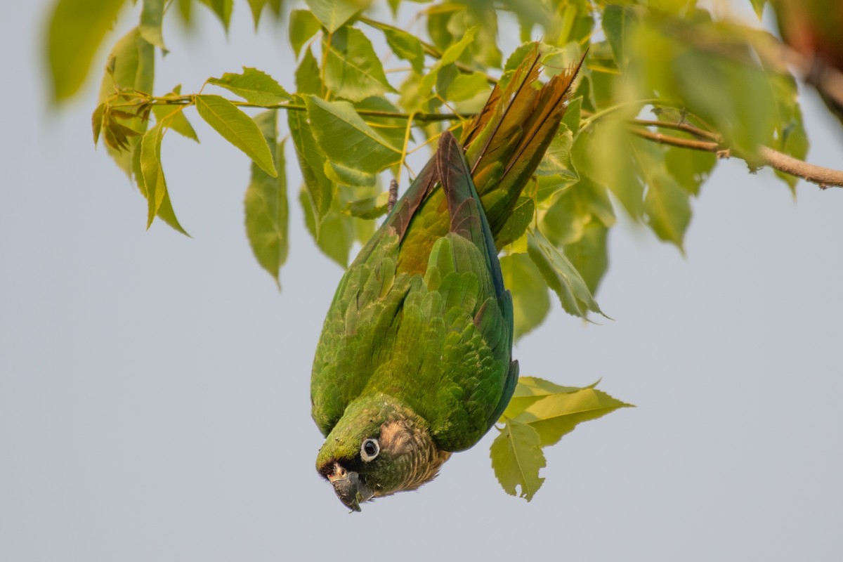 Maroon-bellied Parakeet - Adriana Dinu