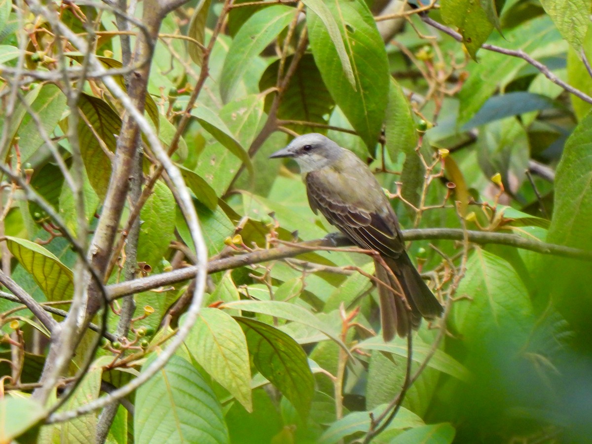 Tropical Kingbird - Wilson Ortega