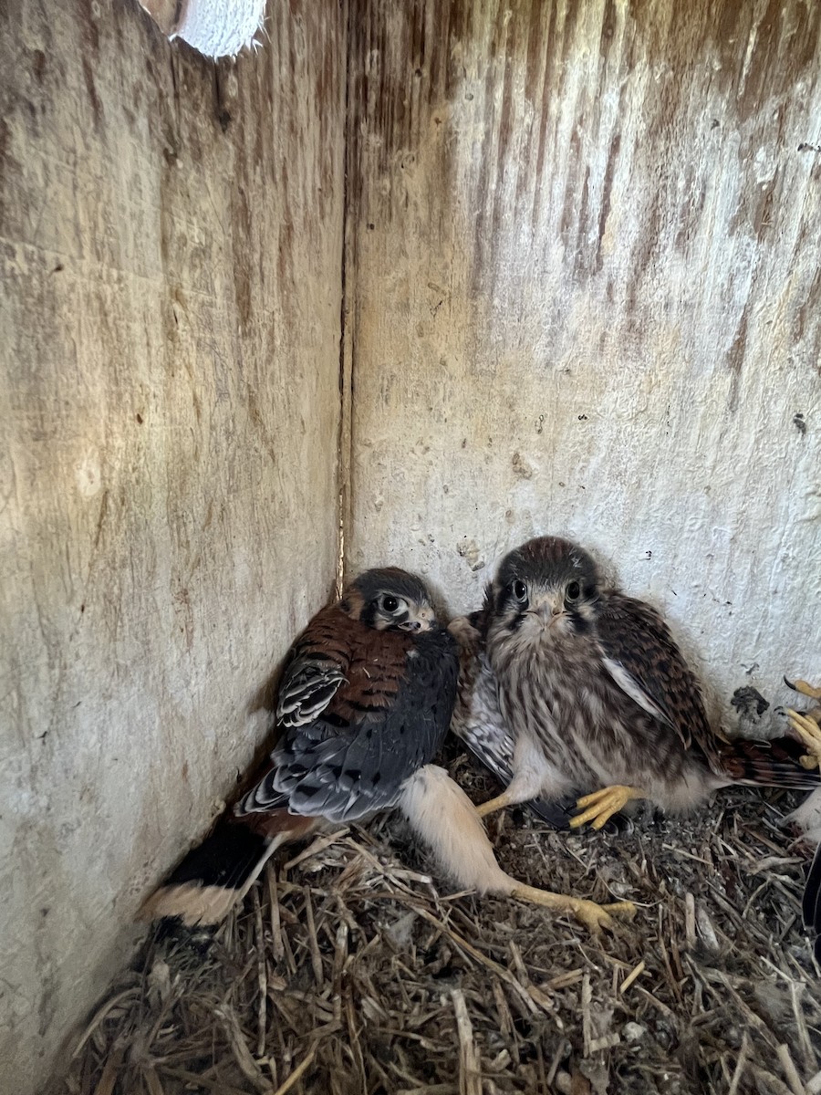 American Kestrel - ML619145196