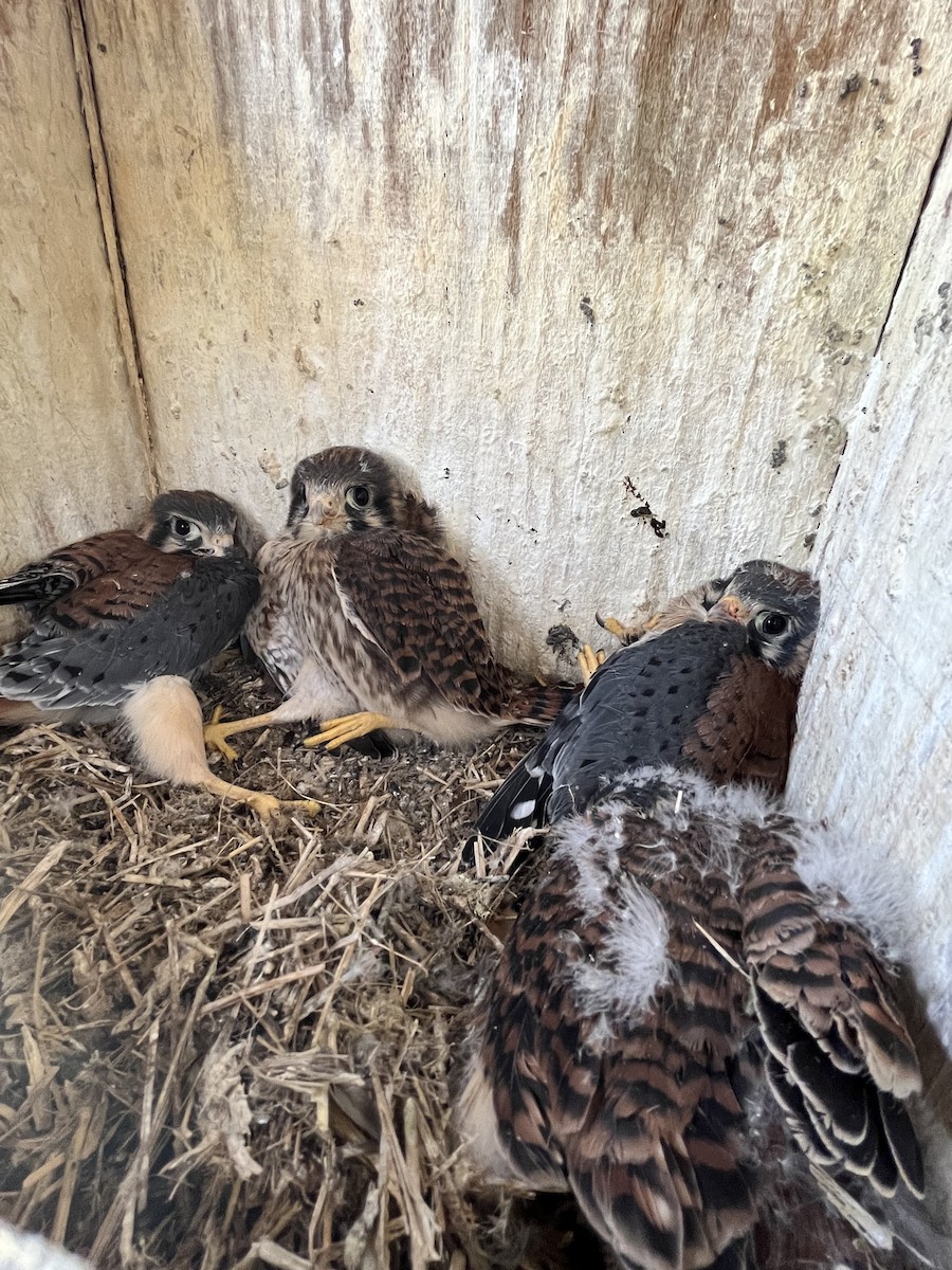 American Kestrel - ML619145198