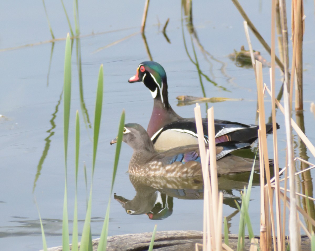 Wood Duck - ML619145208