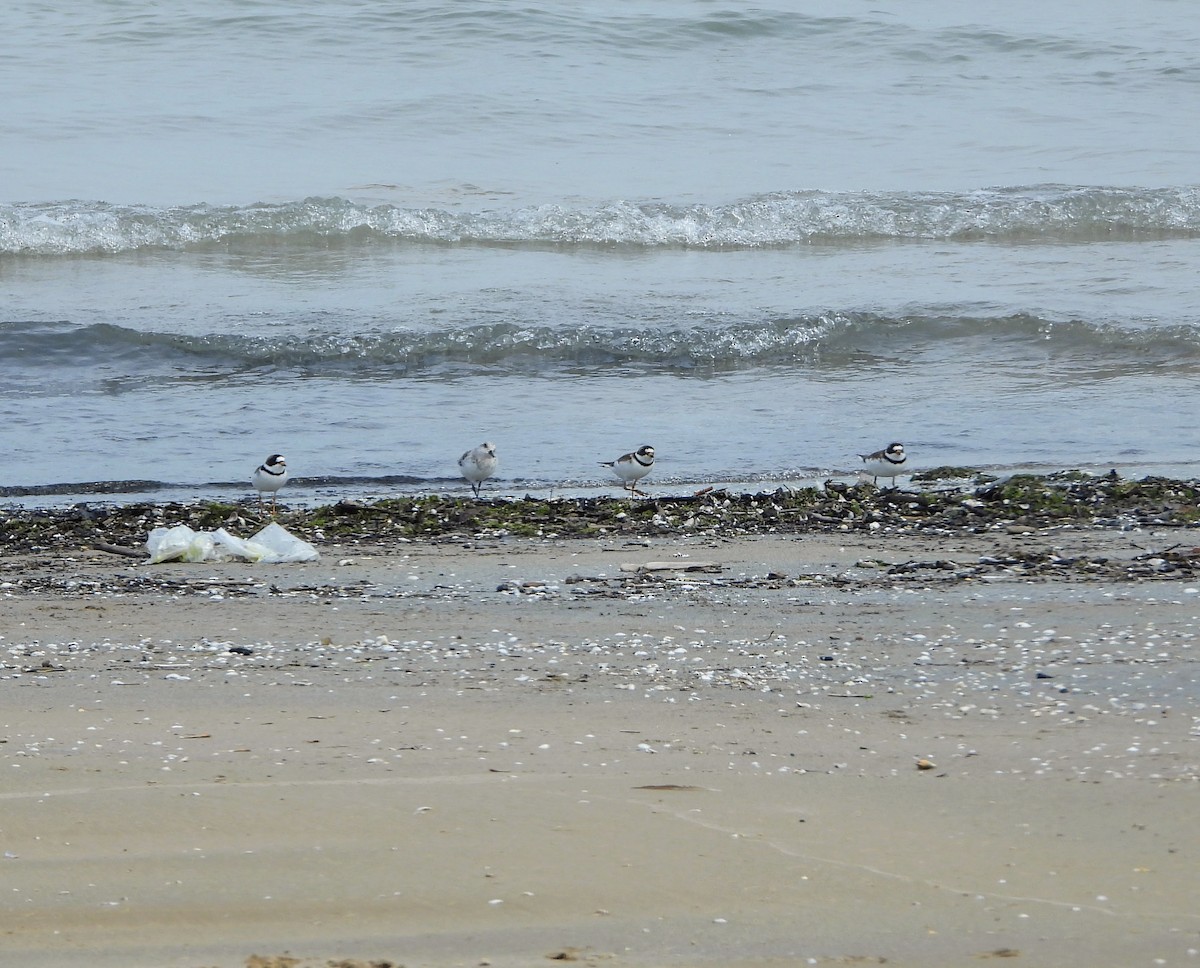 Semipalmated Plover - ML619145210