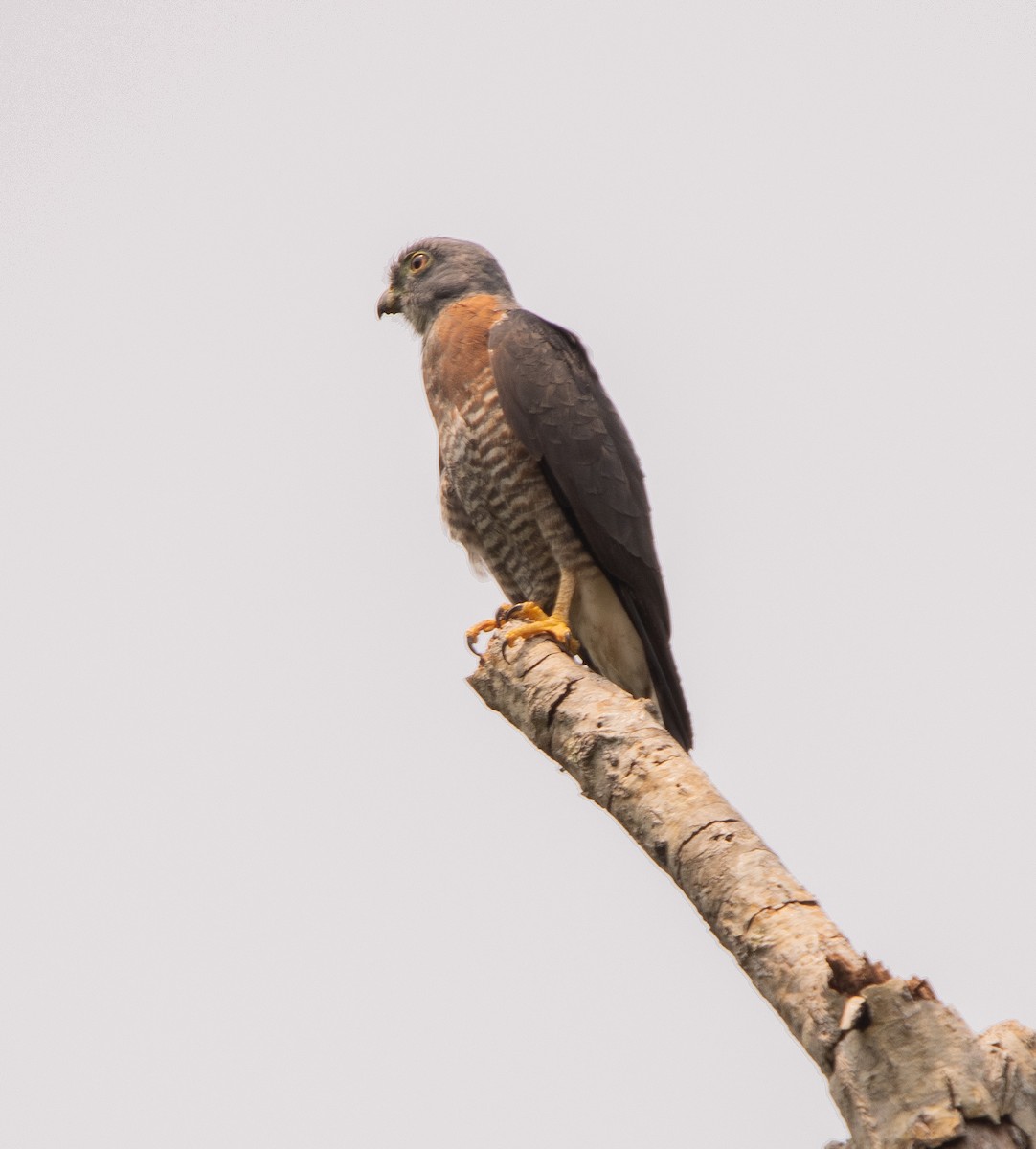 Double-toothed Kite - ML619145216