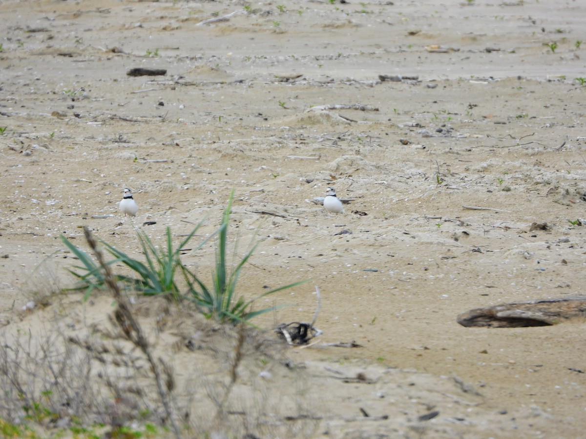 Piping Plover - ML619145218