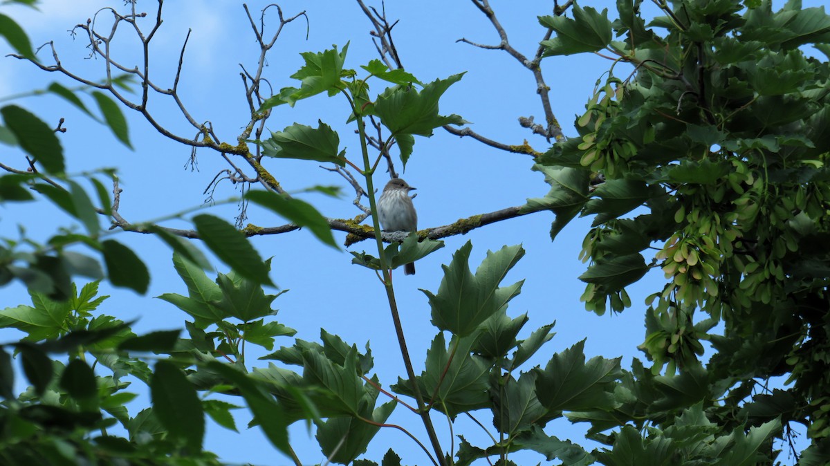 Spotted Flycatcher - Illia V