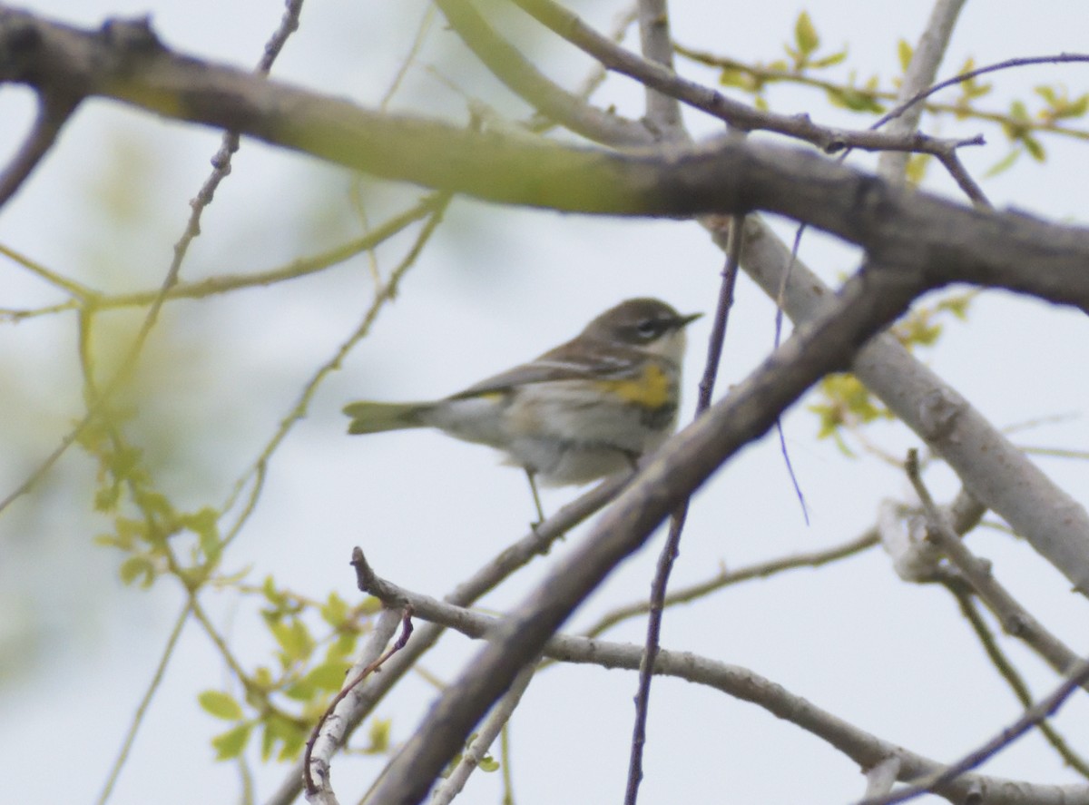 Yellow-rumped Warbler (Myrtle) - Robert Tonge