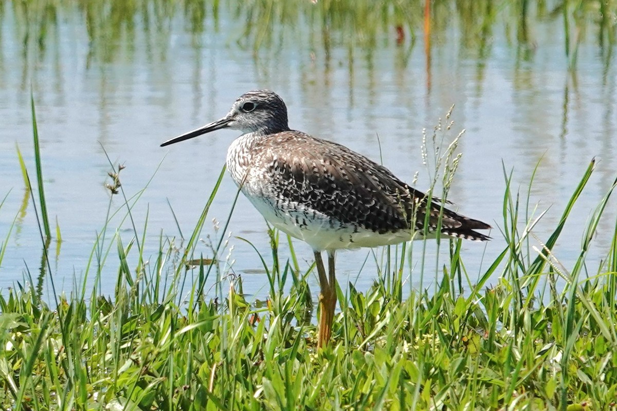 Greater Yellowlegs - Allison Graves