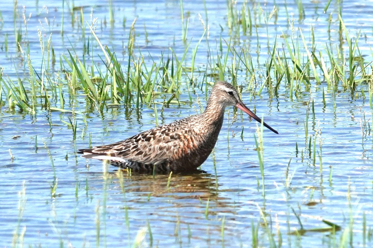 Hudsonian Godwit - Allison Graves