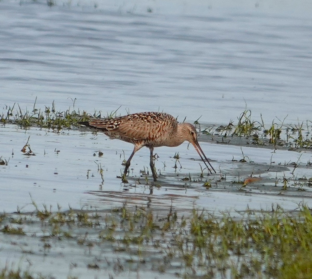 Hudsonian Godwit - ML619145294