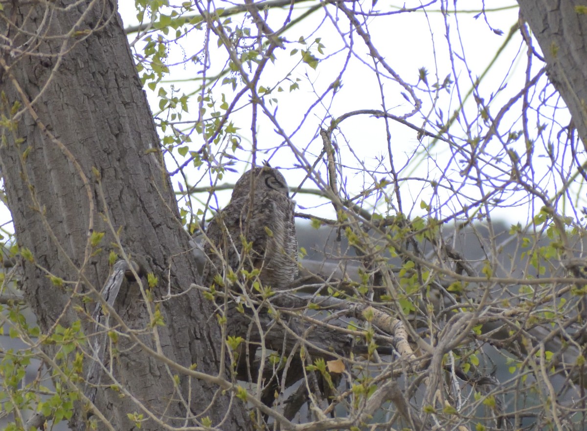 Great Horned Owl - ML619145308