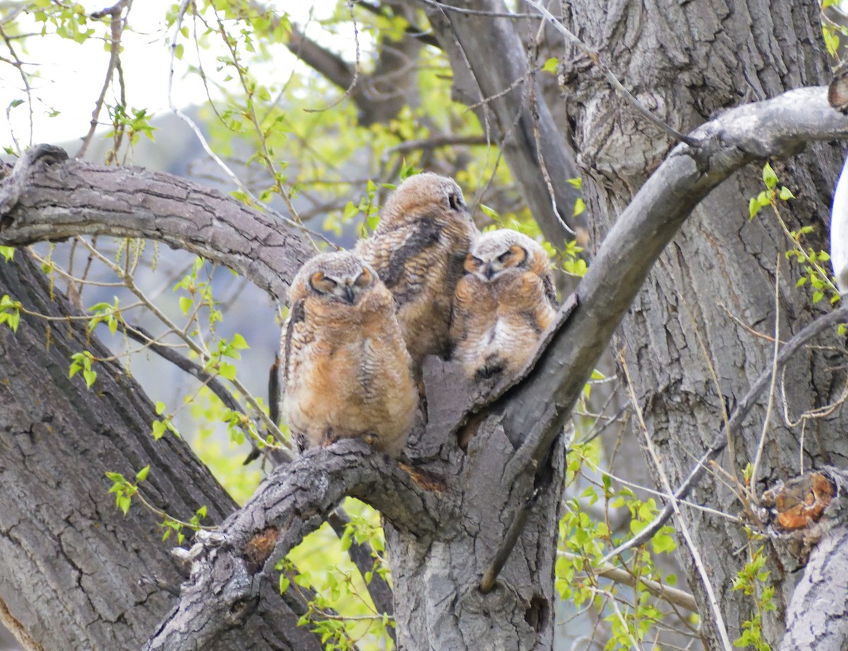 Great Horned Owl - ML619145309