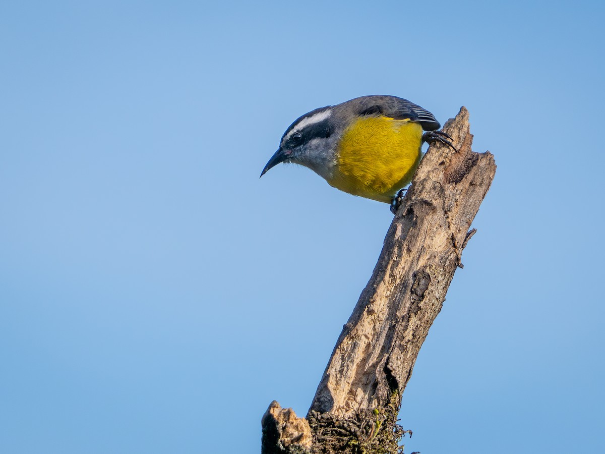 Bananaquit - Vitor Rolf Laubé