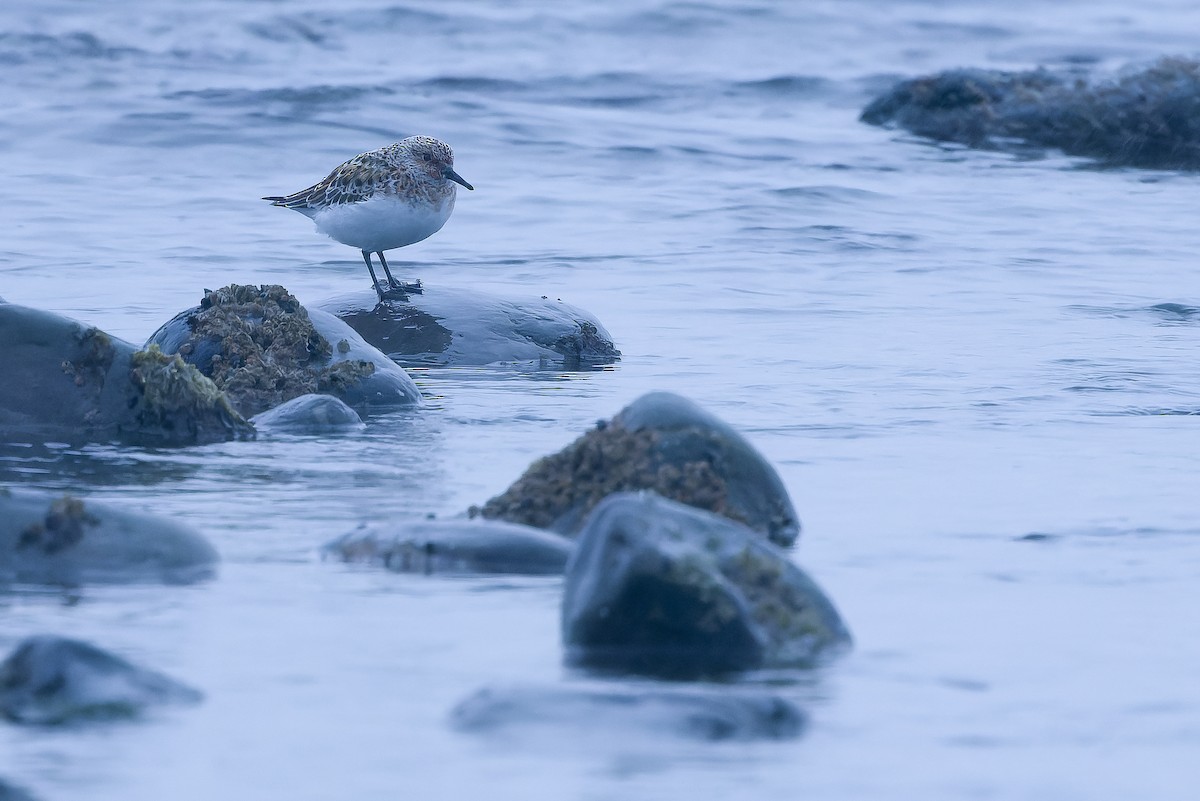 Sanderling - Joachim Bertrands