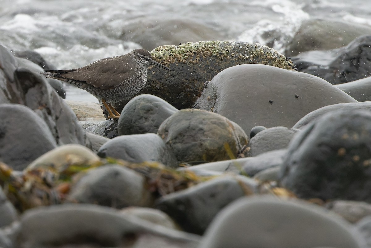 Wandering Tattler - ML619145362