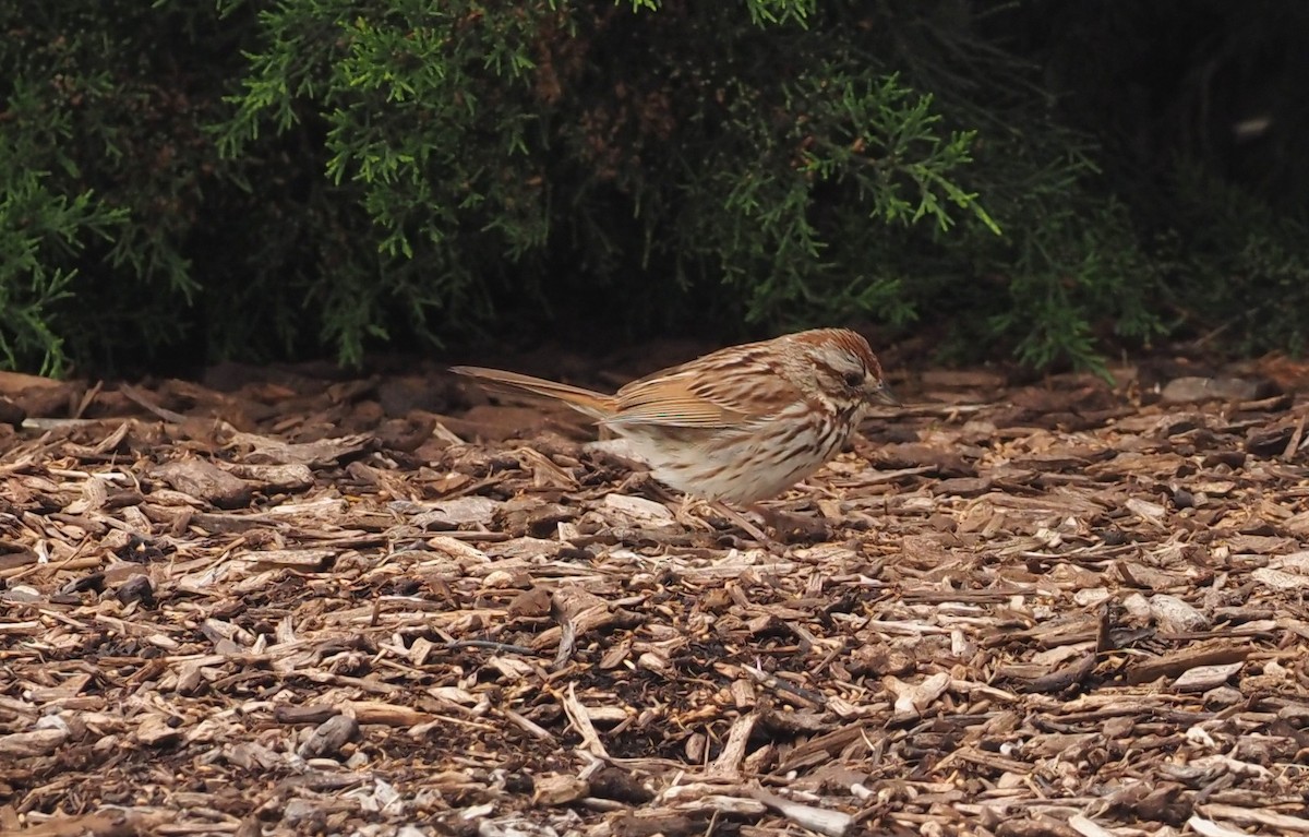 Song Sparrow - Rosario Douglas