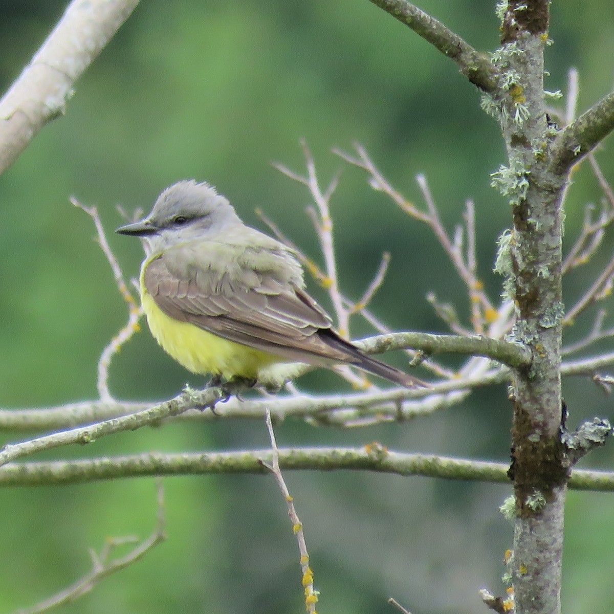 Western Kingbird - Steve Giles