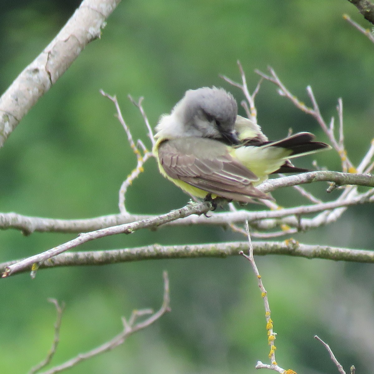 Western Kingbird - ML619145381