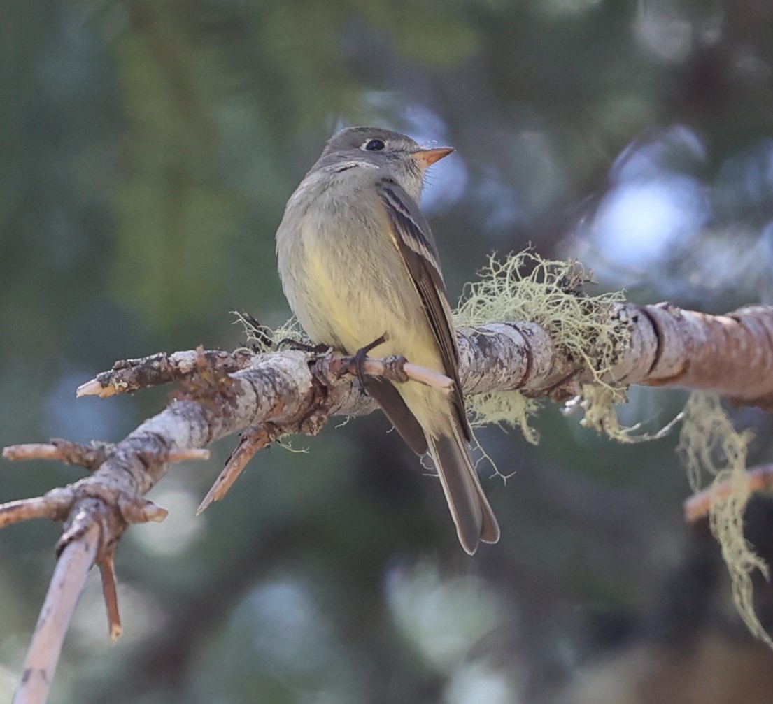 Hammond's Flycatcher - Peter Dunn