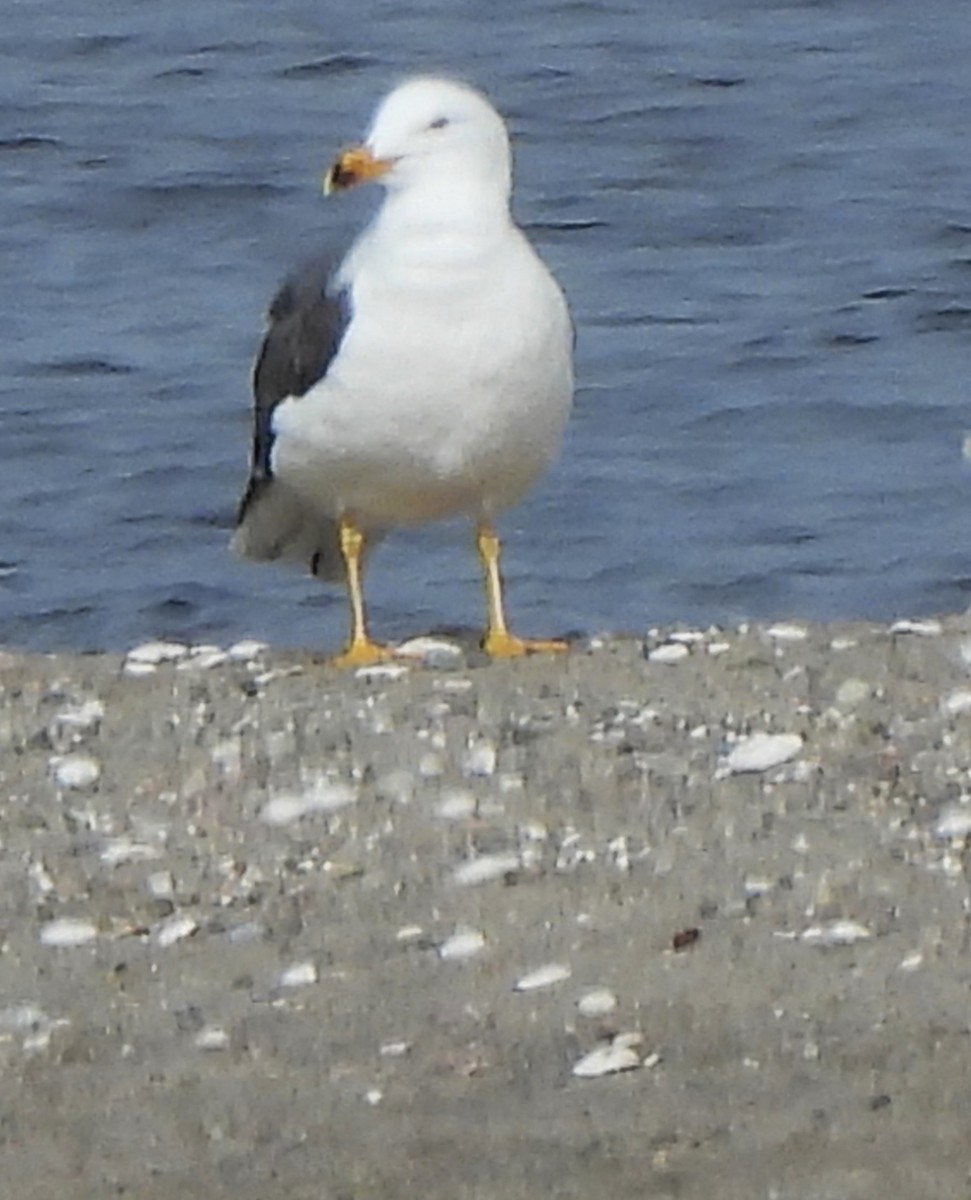 Lesser Black-backed Gull - Manon Côté