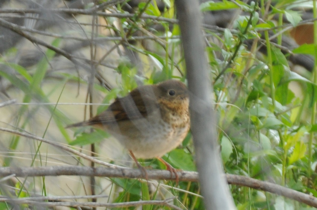 Swainson's Thrush - Debra Chatham