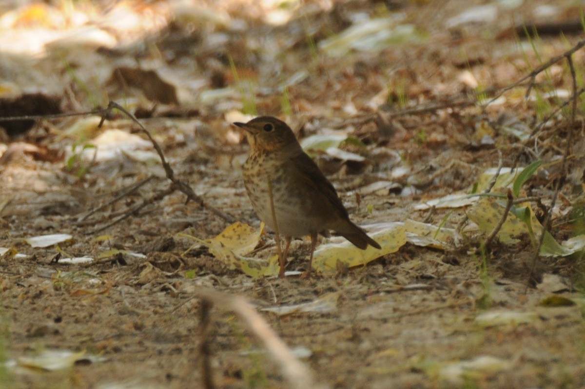 Swainson's Thrush - Debra Chatham