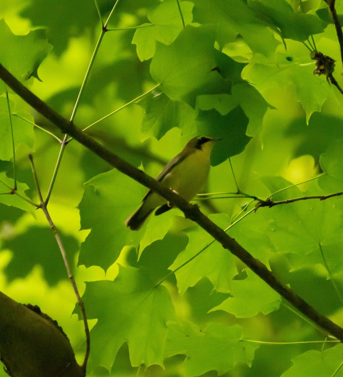 Kentucky Warbler - Randall Nett
