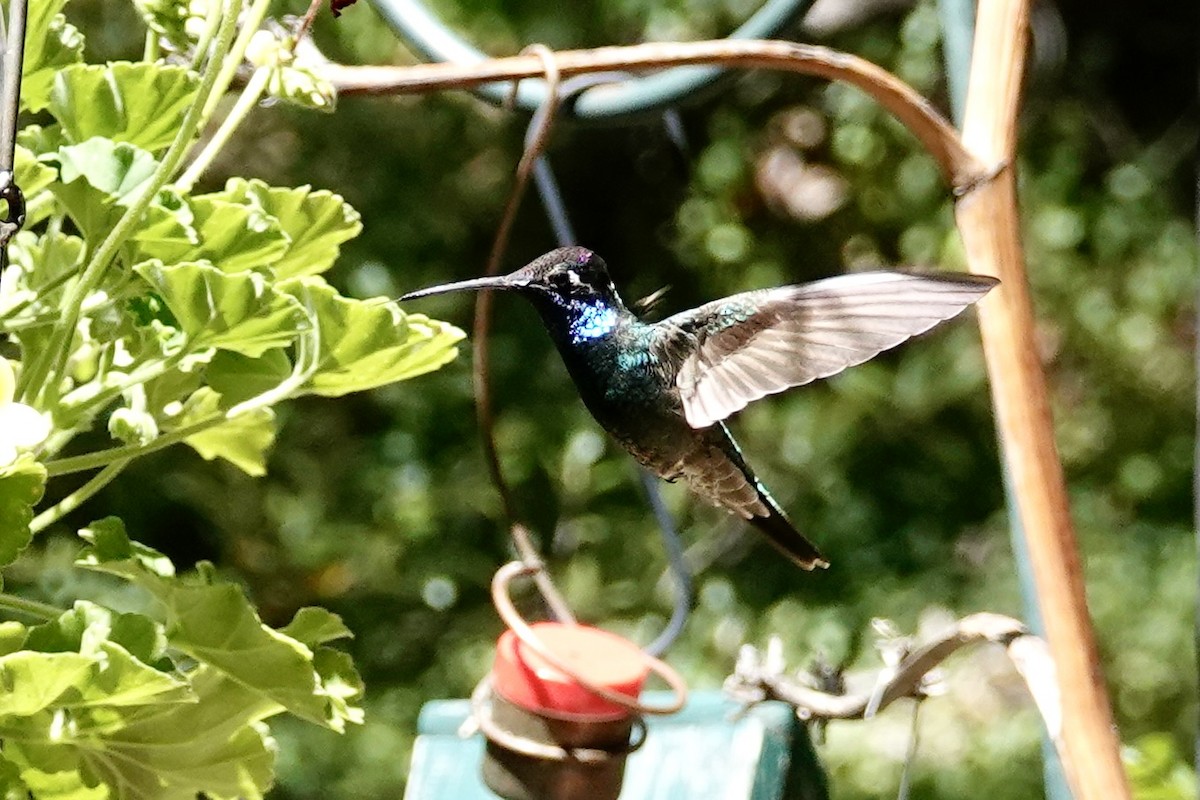 Rivoli's Hummingbird - Kenna Sue Trickey