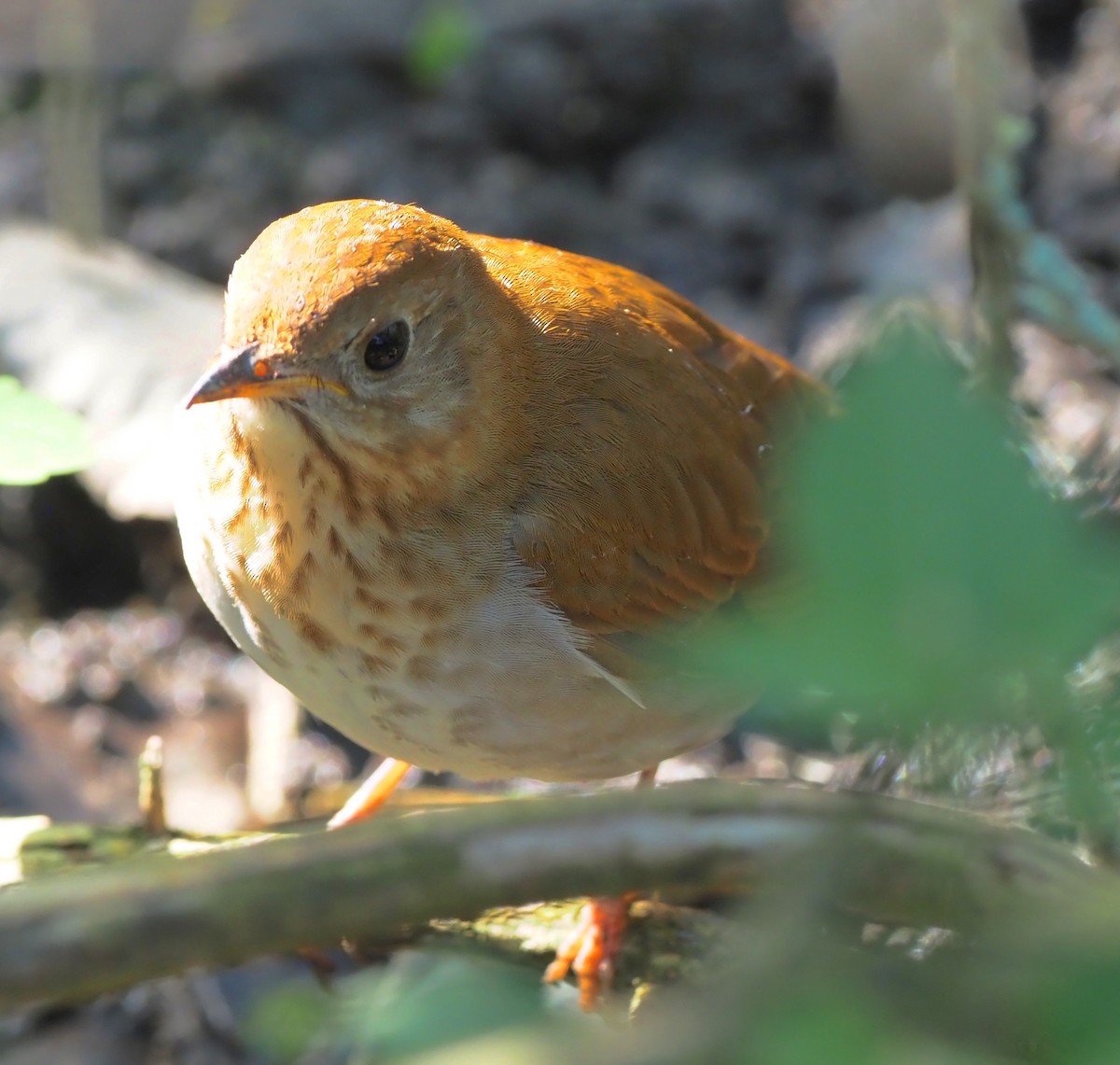 Veery - Rosario Douglas