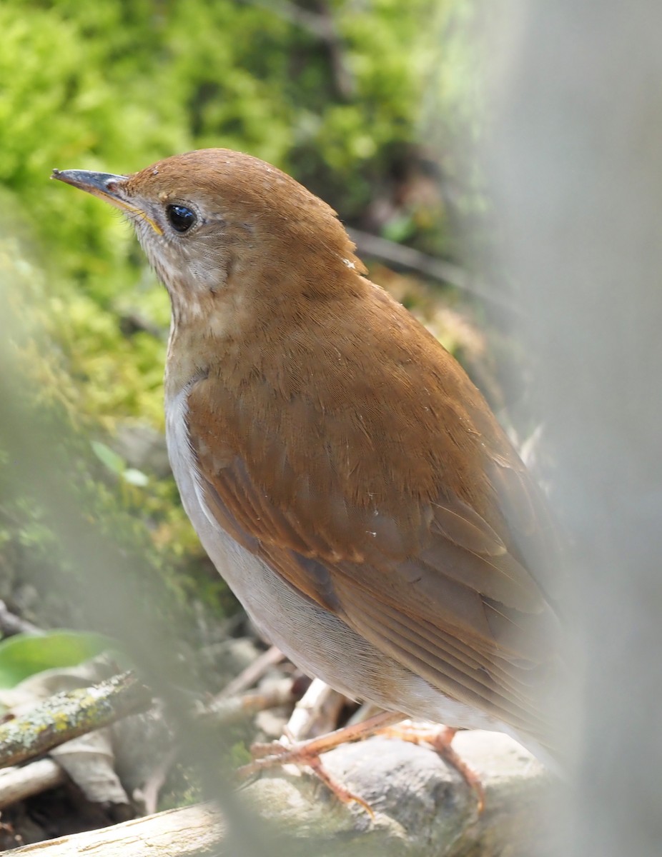 Veery - Rosario Douglas