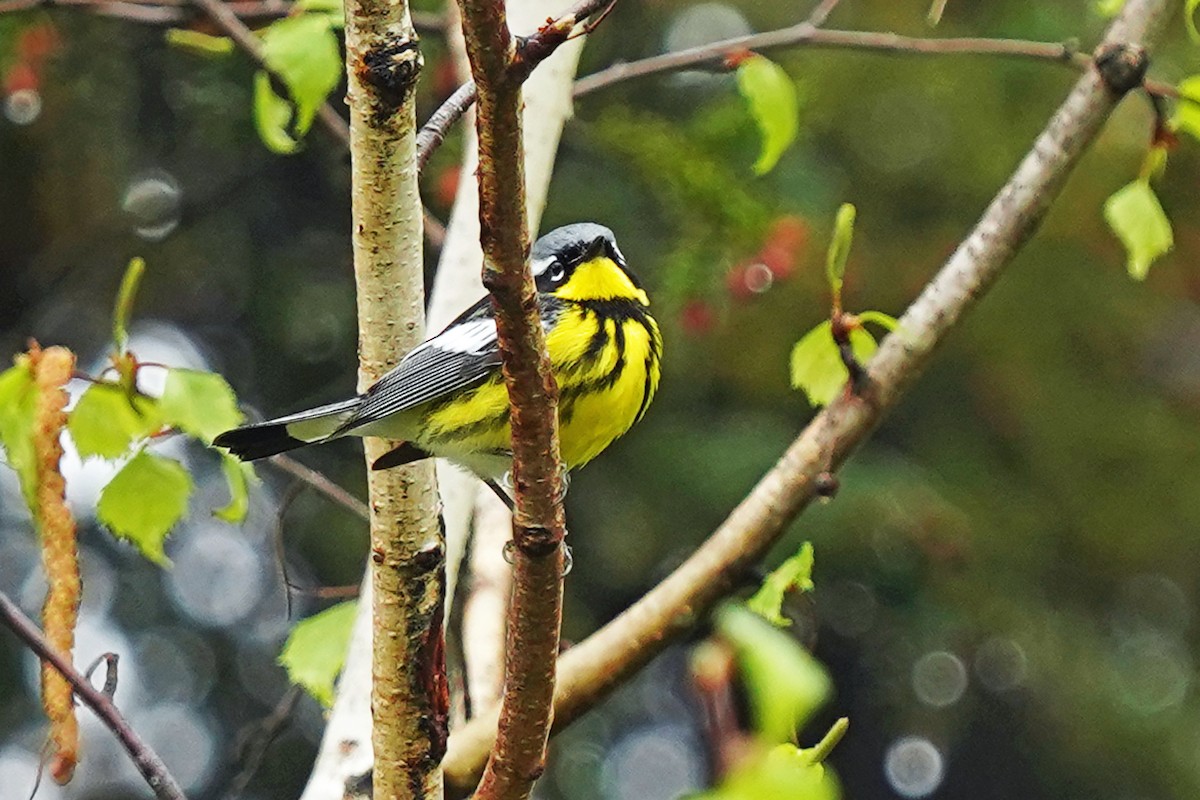 Magnolia Warbler - ML619145418