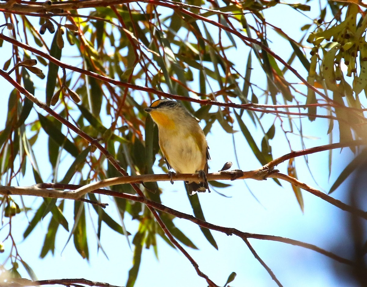 Striated Pardalote - sean clancy