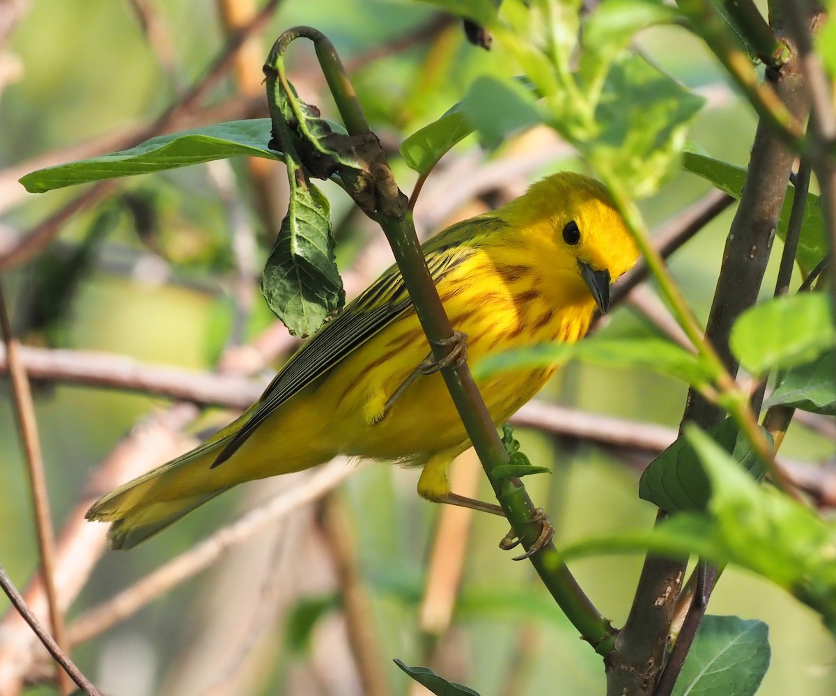 Yellow Warbler - Rosario Douglas