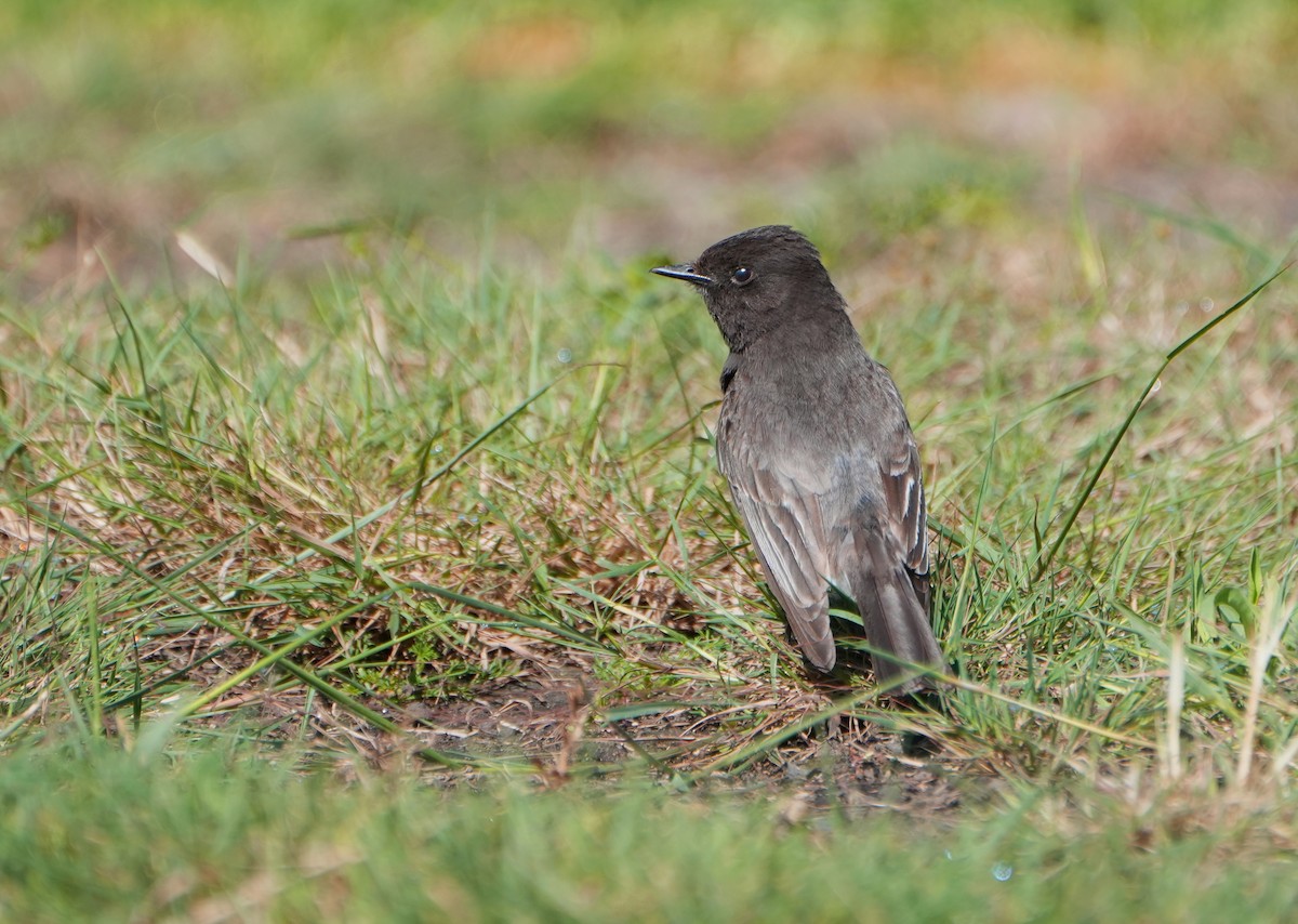 Black Phoebe - ML619145467