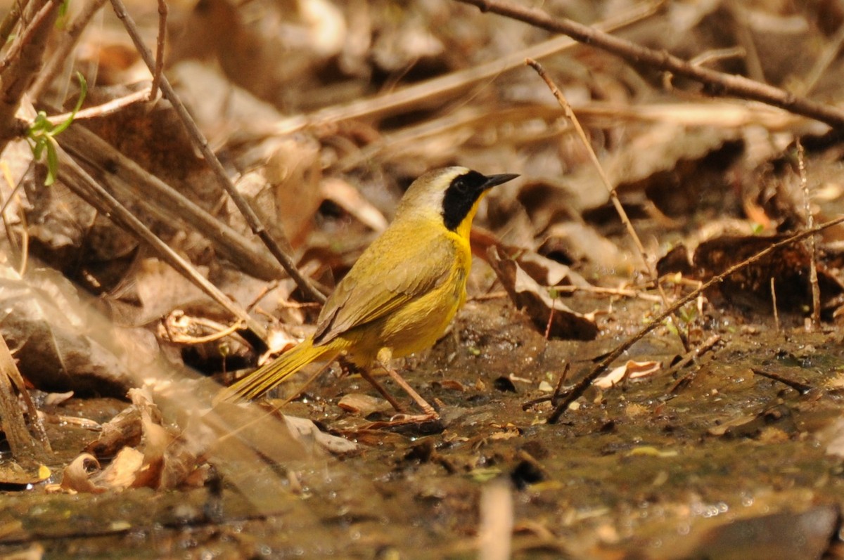 Common Yellowthroat - Debra Chatham