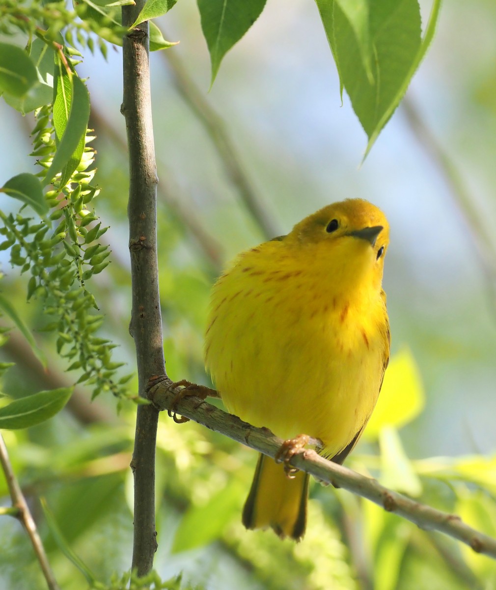 Yellow Warbler - Rosario Douglas