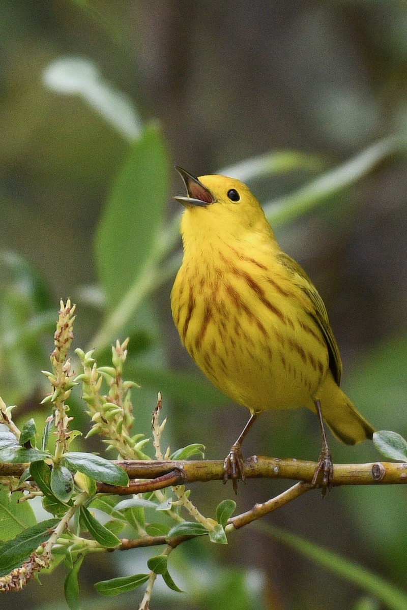 Paruline jaune - ML619145487